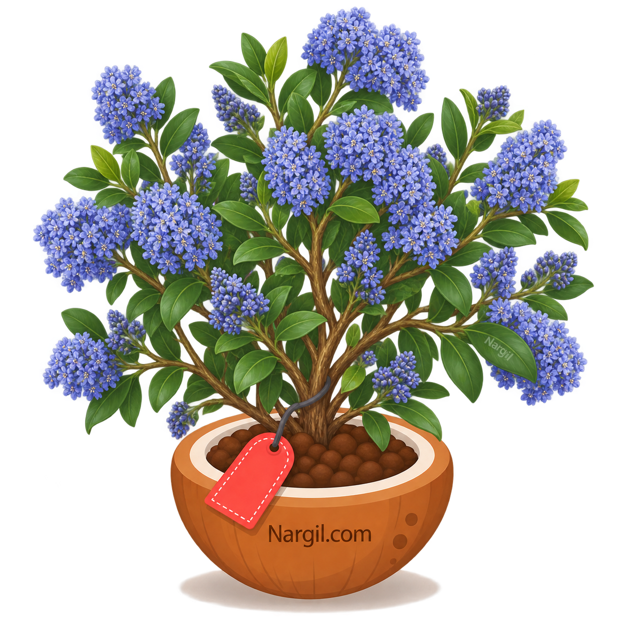 Nargil_ceanothus victoria